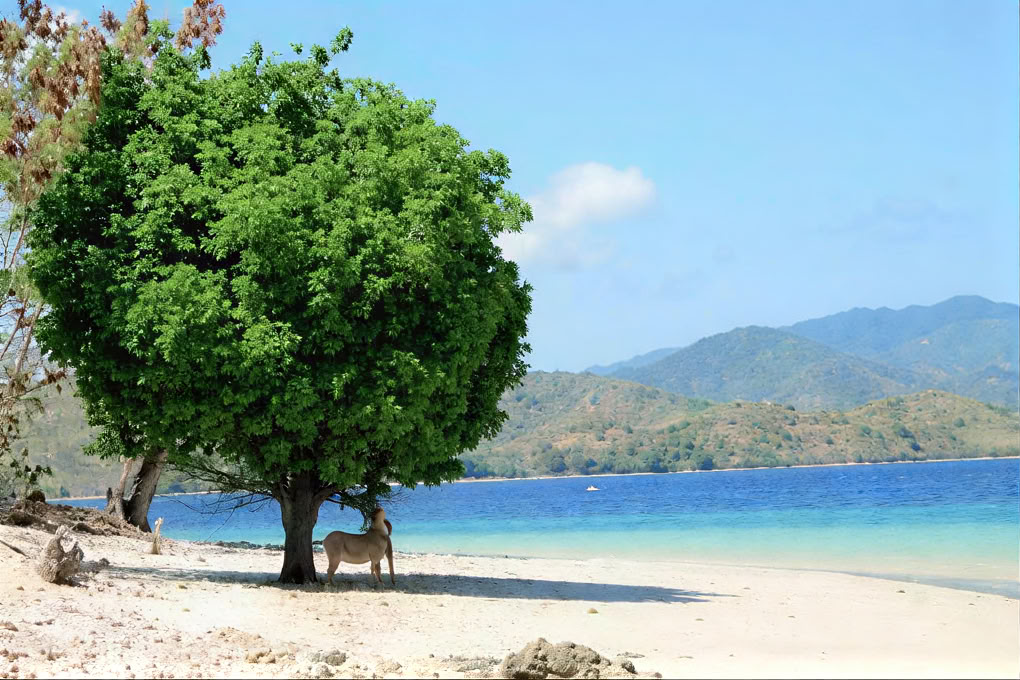 Gili Asahanin ekomaja ja ravintola
