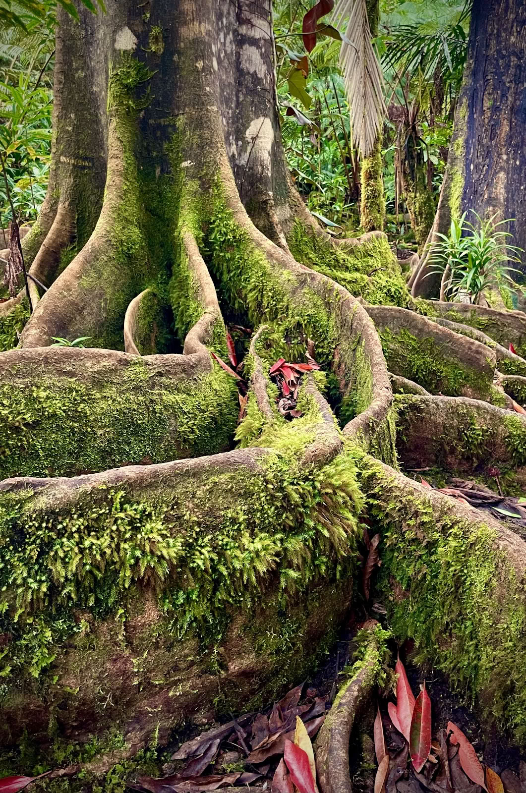 Kona Cloud Forest -pyhäkkö