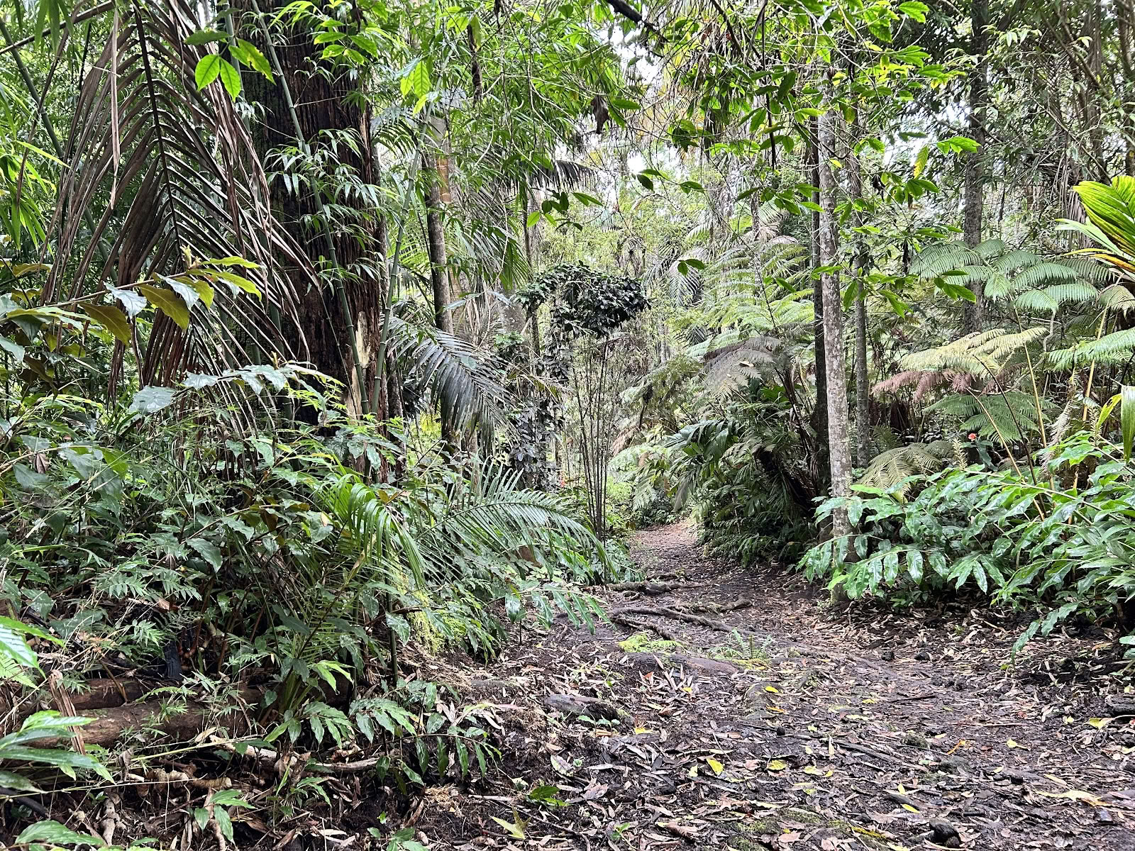 Kona Cloud Forest -pyhäkkö