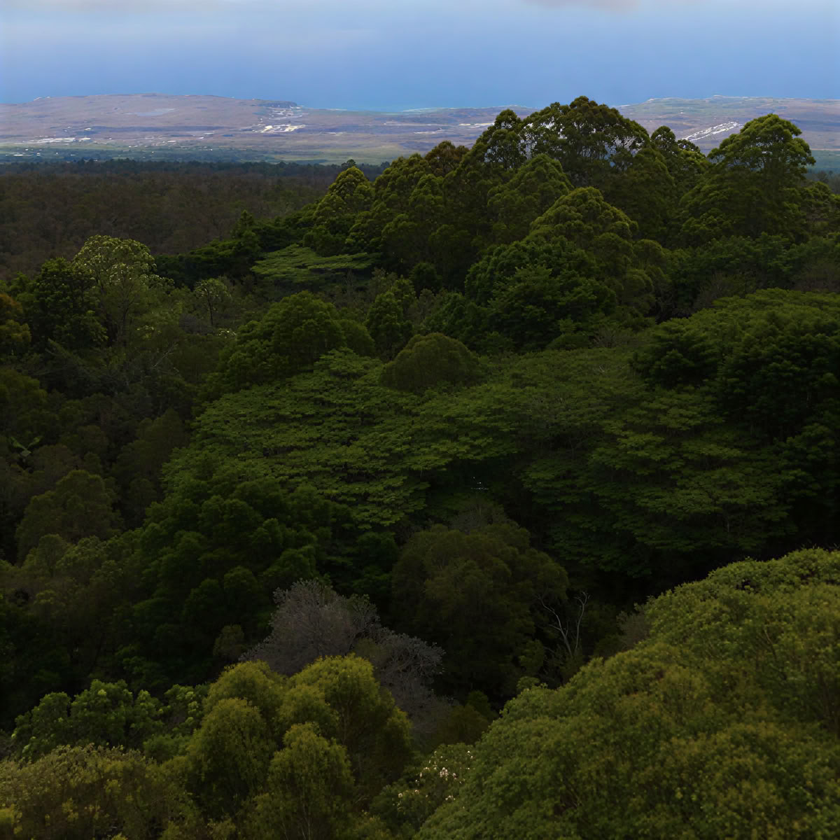 Kona Cloud Forest -pyhäkkö