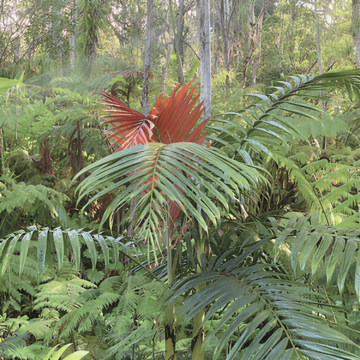 Kona Cloud Forest -pyhäkkö