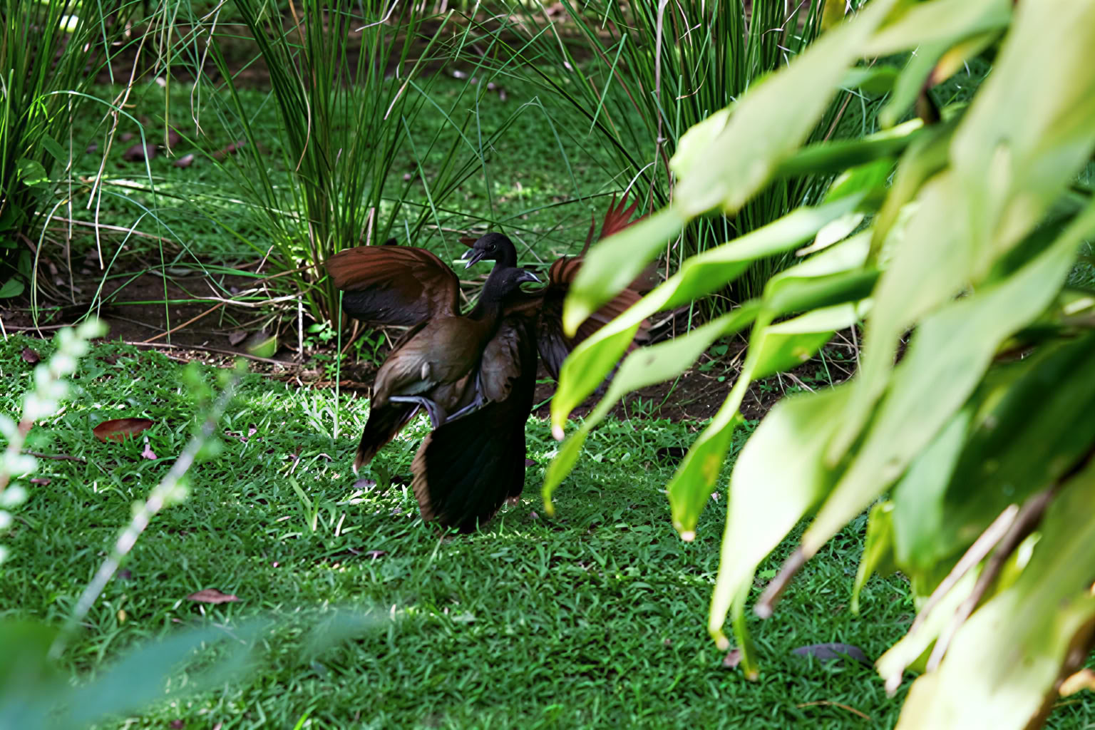 Essence Arenal -hotelli, spa ja luomutila
