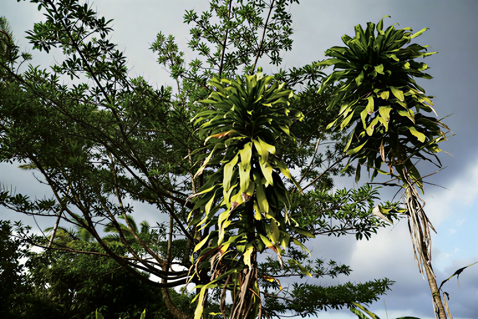 Essence Arenal -hotelli, spa ja luomutila