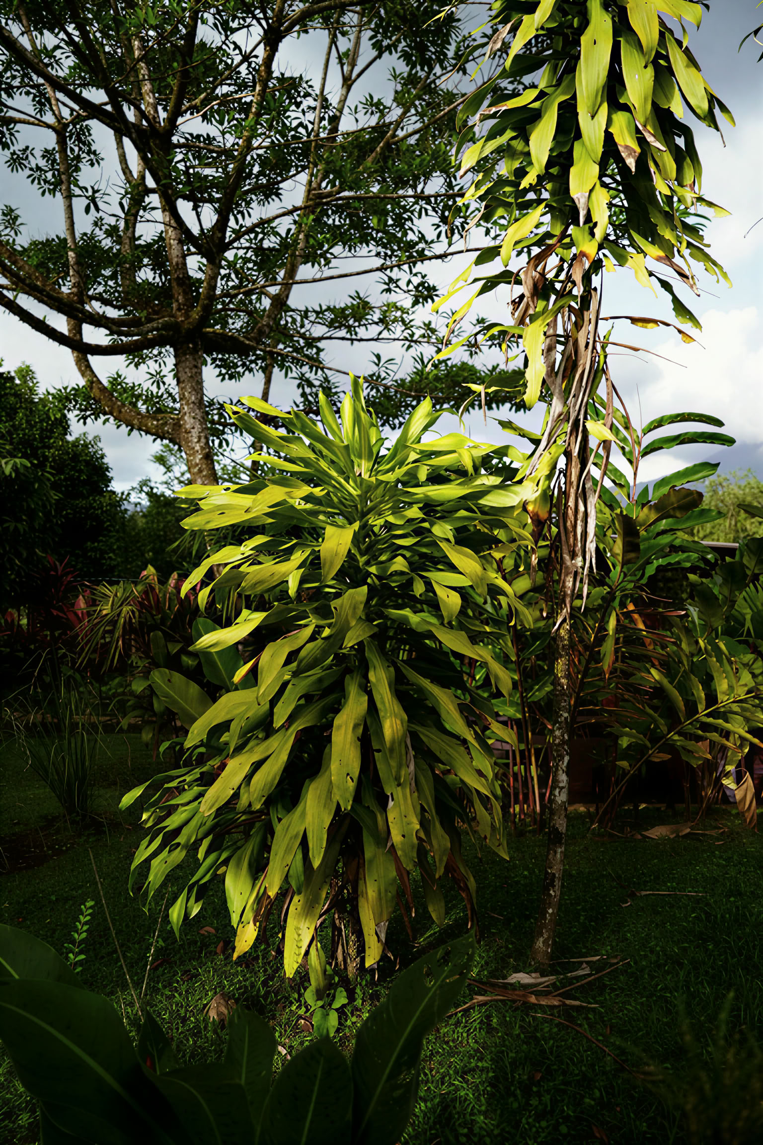 Essence Arenal -hotelli, spa ja luomutila