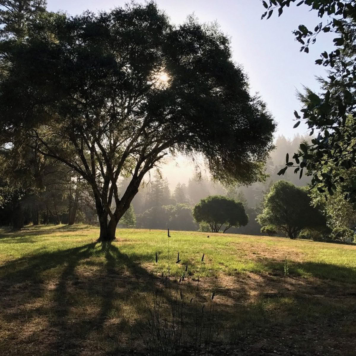 Van Zandtin Redwood View Resort
