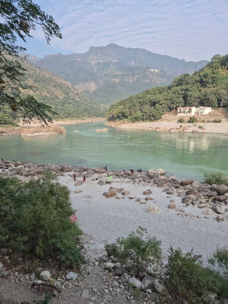 Himalajan puu Ganges-joen rannalla, Rishikesh